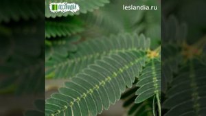 Стыдливая мимоза - семена