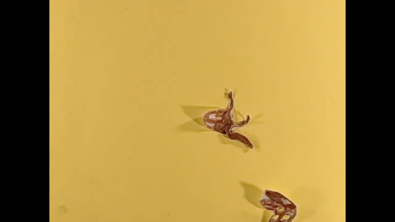 "Паразит" смотреть онлайн