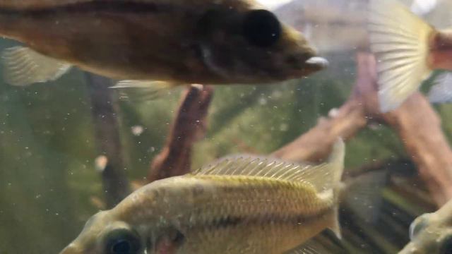 Рыбки в зоопарке. Аквариум в зоопарке. смотреть онлайн