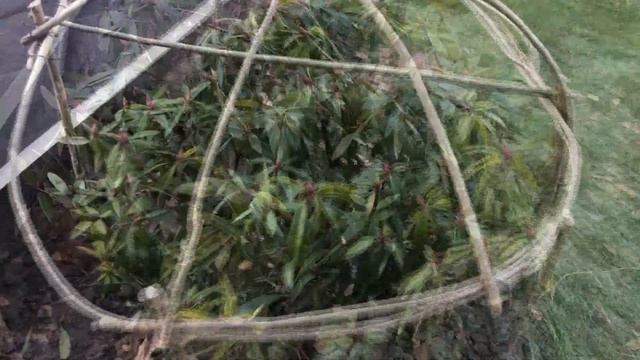 Укрываем на зиму Рододендрон и Гортензию смотреть онлайн