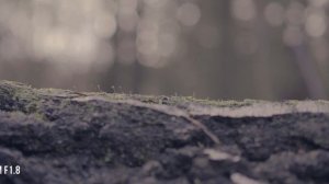 Sony FX30 | Cinematic 4K Footage | Sony 35mm F1.8