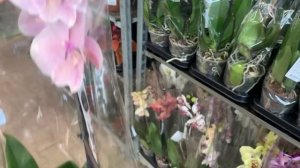 Орхидеи в ОБИ Москва Варшавка 28.03.23