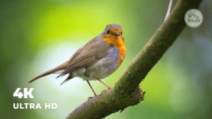 Птицы в лесу | Звуки леса для медитации | Йога и СПА