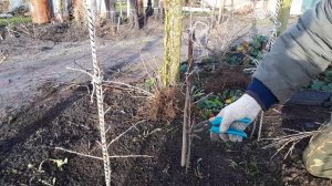 Крыжовник Пакс: о сорте и как посадить и сформировать в виде деревца