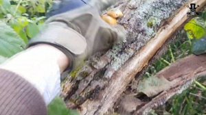 Грибы на Сахалине.