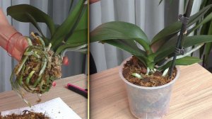 ПЕРЕСАДКА ОРХИДЕИ HOT KISS (ГОРЯЧИЙ ПОЦЕЛУЙ). ЛЕГКО!