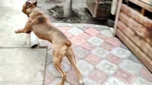 Собака немецкий боксер защищает девочку шарпея, лает на меня!