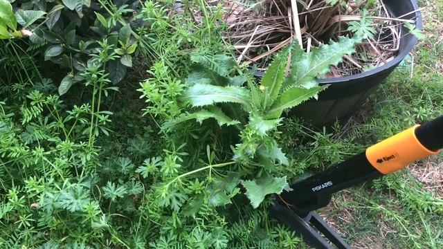 Pulling Weeds With My Fiskars 4 Claw Weeder смотреть онлайн
