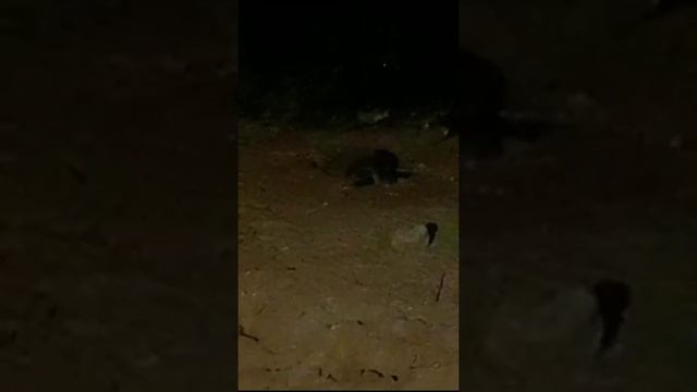 Shanthi Beach Resort Back Side Title Put Eggs смотреть онлайн