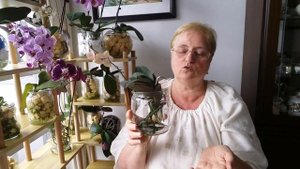ОРХИДЕЯ РАСТЁТ и ЦВЕТЁТ в ПУСТОЙ ВАЗЕ