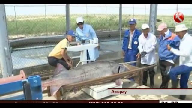 Атырауские рыбаки поймали гигантскую белугу смотреть онлайн