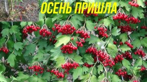 ЧТО ЗА РАСТЕНИЕ ШИПЯРКА ? | ОСЕНЬ ПРИШЛА | НАША РЕЧКА