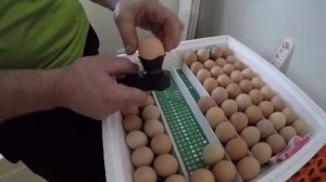 Определяем качество инкубационного яйца - ZOLOTYERUKI
