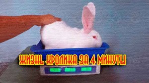 жизнь кролика за 4 минуты