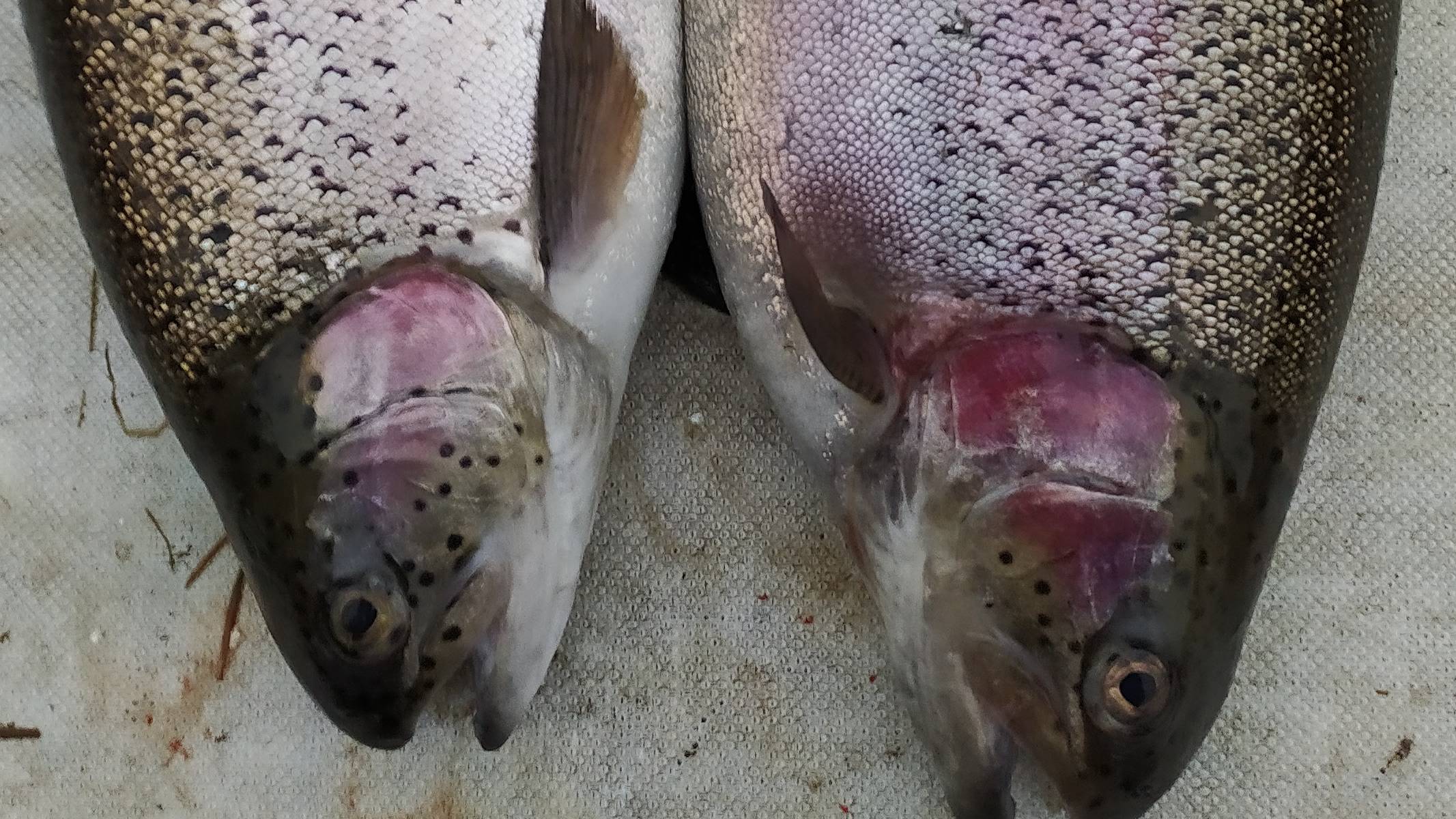 МИСАЙЛОВО TROUT.  Форель под занавес сентября.mp4