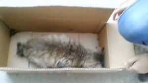 Спасение кошки/кошка умирает/#масяживи