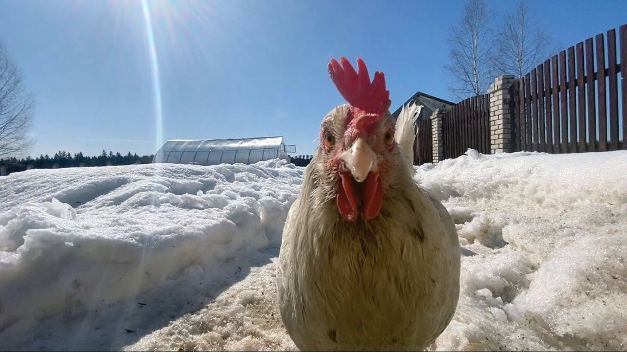 #89. Бесценный помощник в хозяйстве. [Жизнь на своей земле] смотреть онлайн