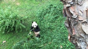 Кунг Фу Панда 3 - Kung Fu Panda