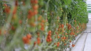 Обязательная Обработка Томатов Бором! Это ОЧЕНЬ Поможет Сохранить Завязи!