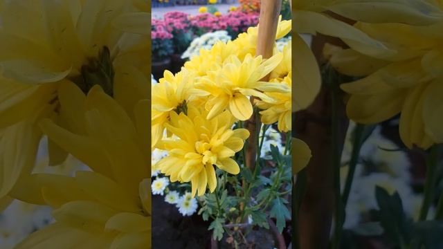 Beautiful yellow Chrysanthemum flowers