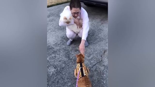 Подборка фейлов - Животные №5 😁 BEST Funny Animals Videos 2024 🥰 #5