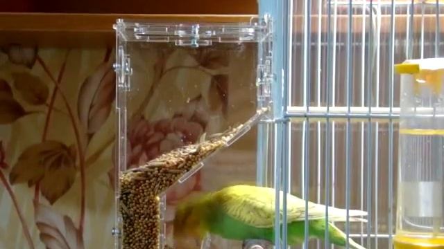 автокормушка для попугаев, амадин, канареек смотреть онлайн