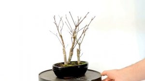 Vídeo 360º Bosque Acer Palmatum Atropurpureum