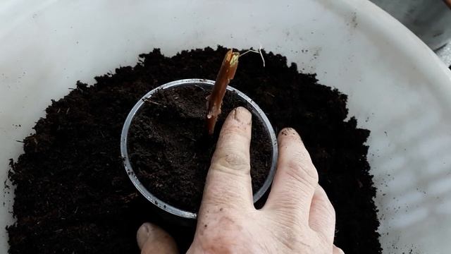 Размножаем жимолость в домашних условиях. смотреть онлайн