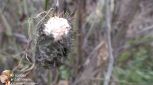 ЗИМНИЕ ОПЯТА 2020: где растут и как выглядят. Сравнение зимних и осенних опят. Как мариновать опята