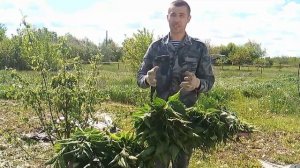 Заготавливаем #витамины для #КУР ! Крапива для несушек на зиму как заготовить .