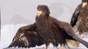 Белоплечий орлан..... у Белоплечего орлана вся жизнь это борьба...