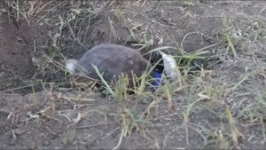 Кролик роет нору  ?