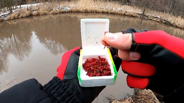 МОРМЫШИНГ с Живым и Искусственным Мотылем. Эххх хвост чешуя, не поймал я ... ничего ((