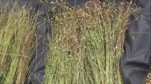 Выращивание льна на садовом участке