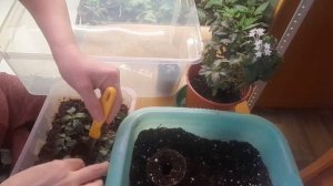 Пентас - медленно растет. Пикирую в полтора месяца.