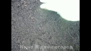 ТЫКВА- ПОСАДКА в открытый грунт. КАК ПОСАДИТЬ И ВЫРАЩИВАТЬ ТЫКВУ? ПОЛЕЗНЫЕ СВОЙСТВА ТЫКВЫ