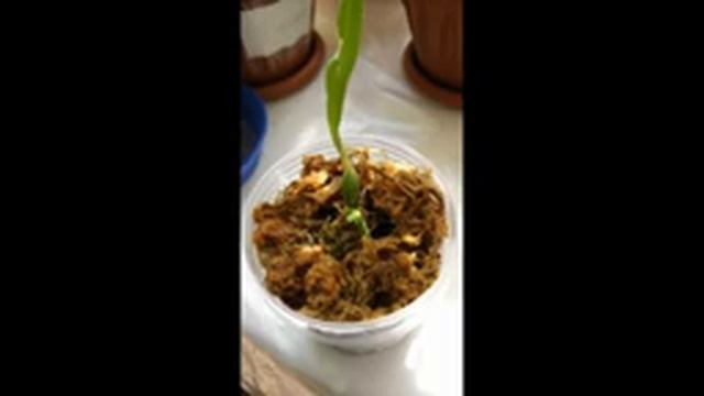 Мои первые морковки - чернушки Fredclarkeara и Monnierara - 2016г. Катасетум или орхидея морковка. смотреть онлайн