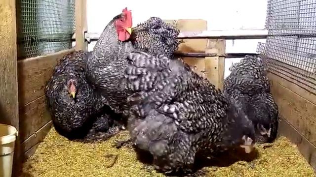 Кохинхин полосатый смотреть онлайн