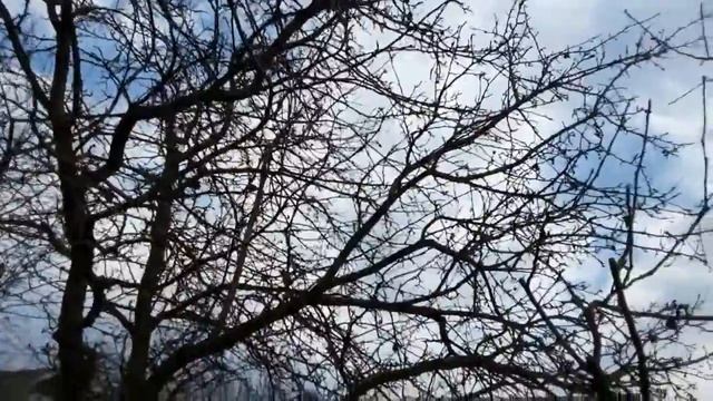 Первый выезд на дачу/ 30 апреля все цветет на огороде/отдых с шашлыками смотреть онлайн