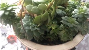 Эхеверия -  каменная роза. Как ухаживать за цветком зимой..