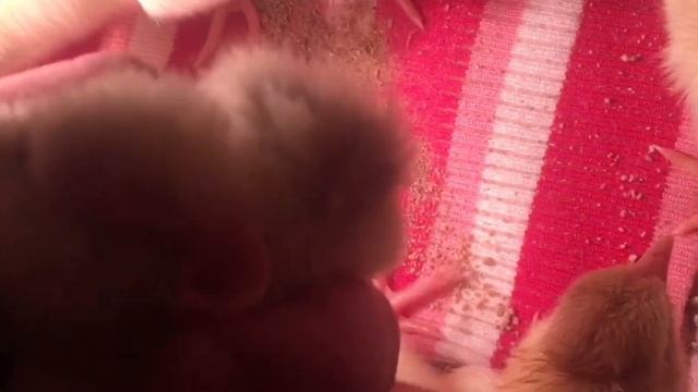 Что делать если у цыплёнка после вылупления вылезла пуповина?!22 день инкубации в  «Несушка».