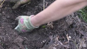 Картофель. Сравнение двух способов мульчирования.