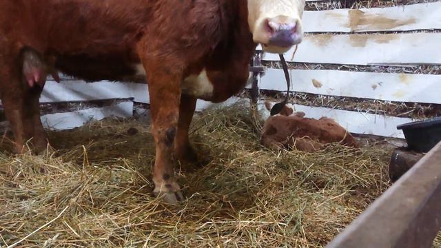 НАЧИНАЕТСЯ ПЕРИОД ОТЕЛОВ НАШИХ ГЕРЕФОРДОВ #дикфарм #dikfarm. Калужская область