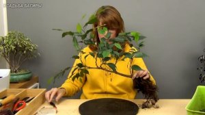 Бонсай из фикуса Бенджамина в стиле Упавшее дерево (ч.1).