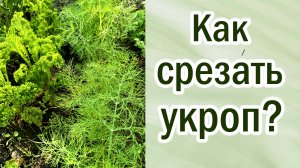 Укроп. Несколько урожаев с одного посева. Как срезать. Выход укропа.#dill #vegetables #cultivation