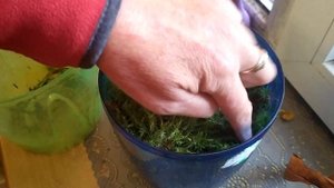 Орхидея Пафиопедилум(венерин башмачок)пересадка в живой мох для быстрого наращивания корней.