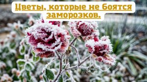 Цветы, которые не боятся заморозков.💐