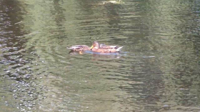 Mating ducks. Спаривание уток. смотреть онлайн