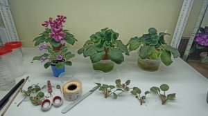 Укоренение пасынков фиалки. Какой способ лучше?
