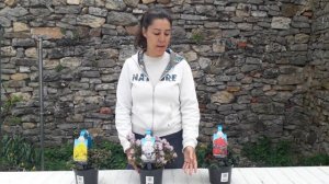 Rododendro impeditum